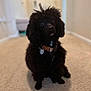 Teddy is registered to the contest to win money with this photo: dog, poodle, black_dog, pet, indoor, carpet, collar, fur, sitting, cute, animal, canine, portrait, domestic, companion, fur_texture, attentive, home, quiet, curious