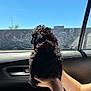 Teddy joined the competition — help win amazing prizes! puppy, dog, black_fur, curly_fur, car_interior, car_window, hand, arm, daylight, sky, blue_sky, wall, pet, animal, candid, holding, young_dog, inside_car, window_view, sunlight