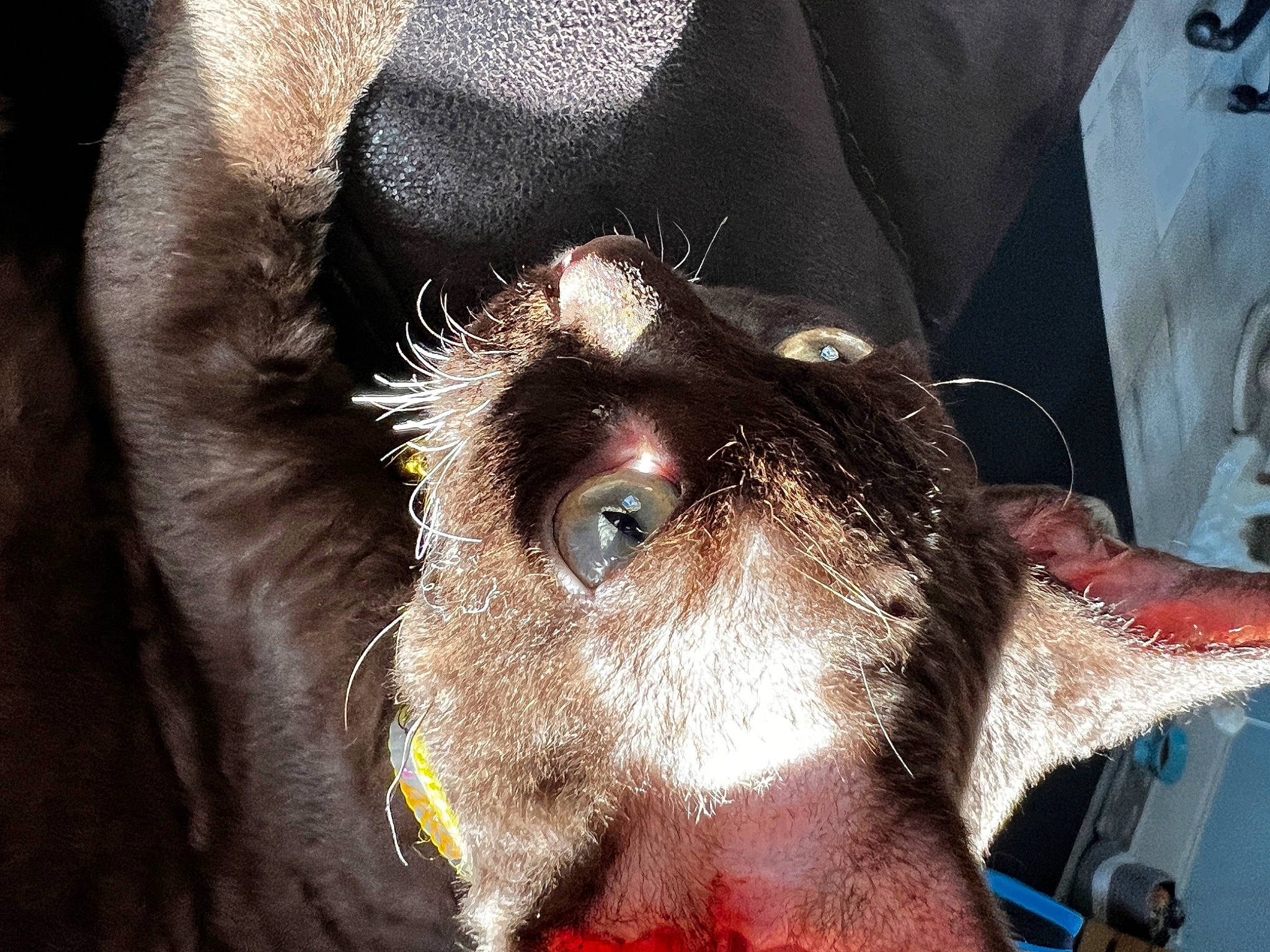 Dunkin London Wiggles The Third joined the competition — help win amazing prizes! canidae, carnivore, collar, comfort, dog_breed, ear, eyelash, fawn, felidae, fur, goats, liver, livestock, pack_animal, small_to_medium_sized_cats, snout, sporting_group, whiskers, working_animal, wrinkle