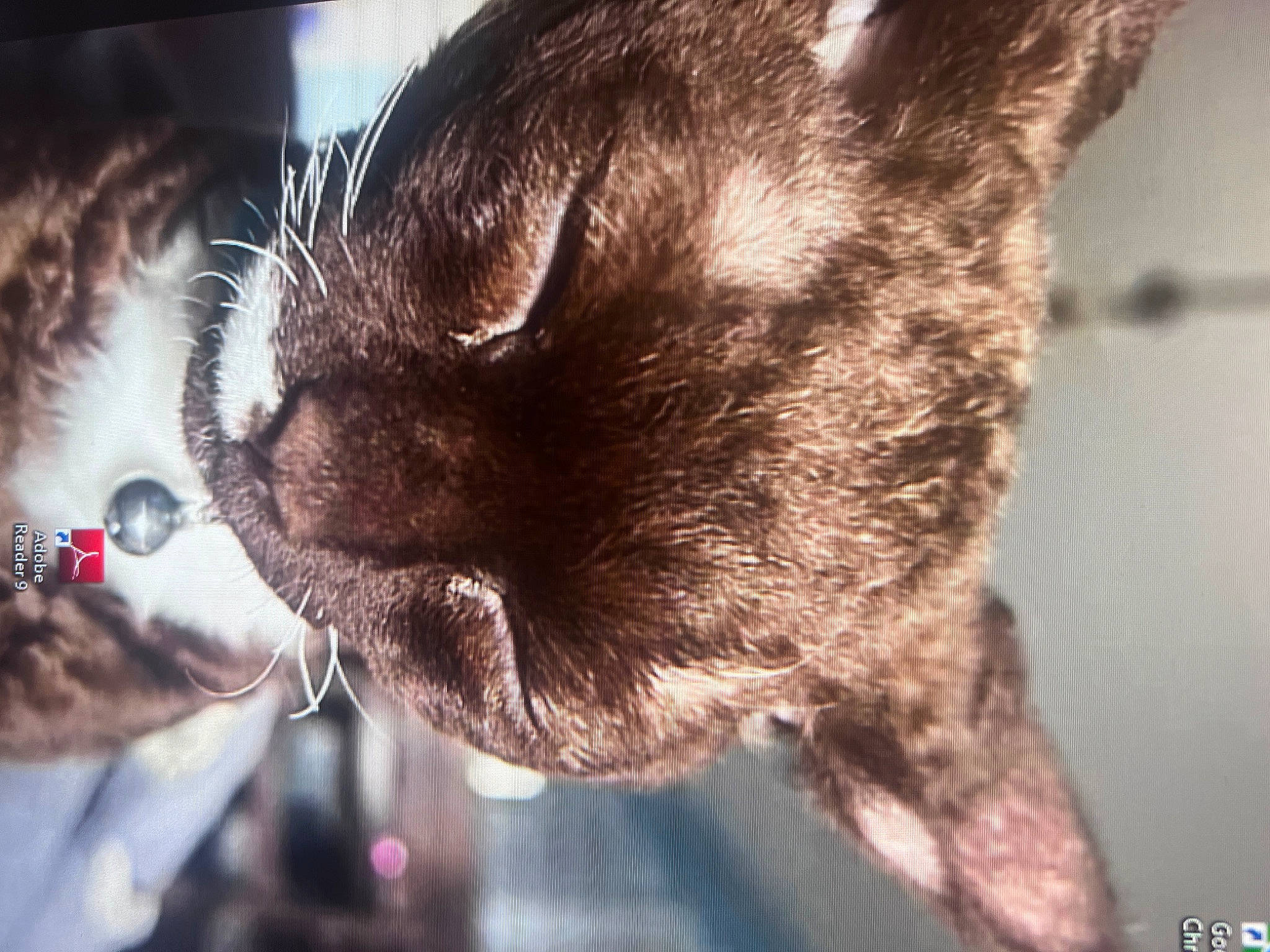 Dunkin London Wiggles The Third