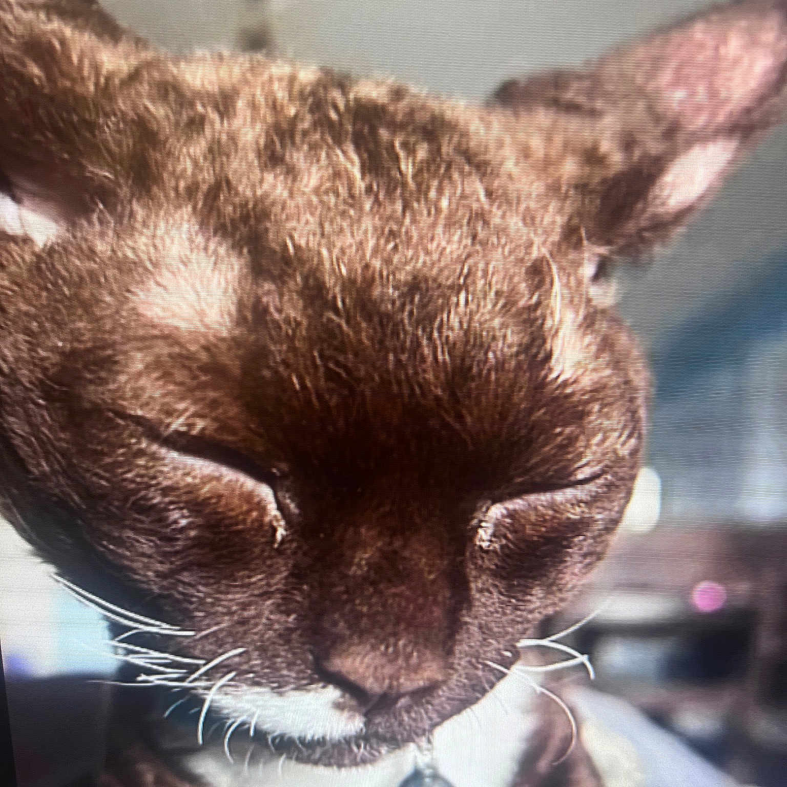 Dunkin London Wiggles The Third