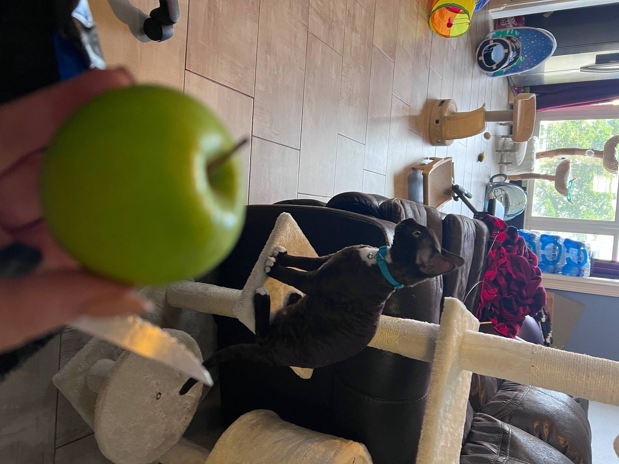 Dunkin London Wiggles The Third is registered to the contest to win money with this photo: apple, food, fruit, granny_smith, house, local_food, machine, malus, natural_foods, plant, produce, room, rose_family, rose_order, still_life_photography, superfood, table, toy, vegan_nutrition, wood