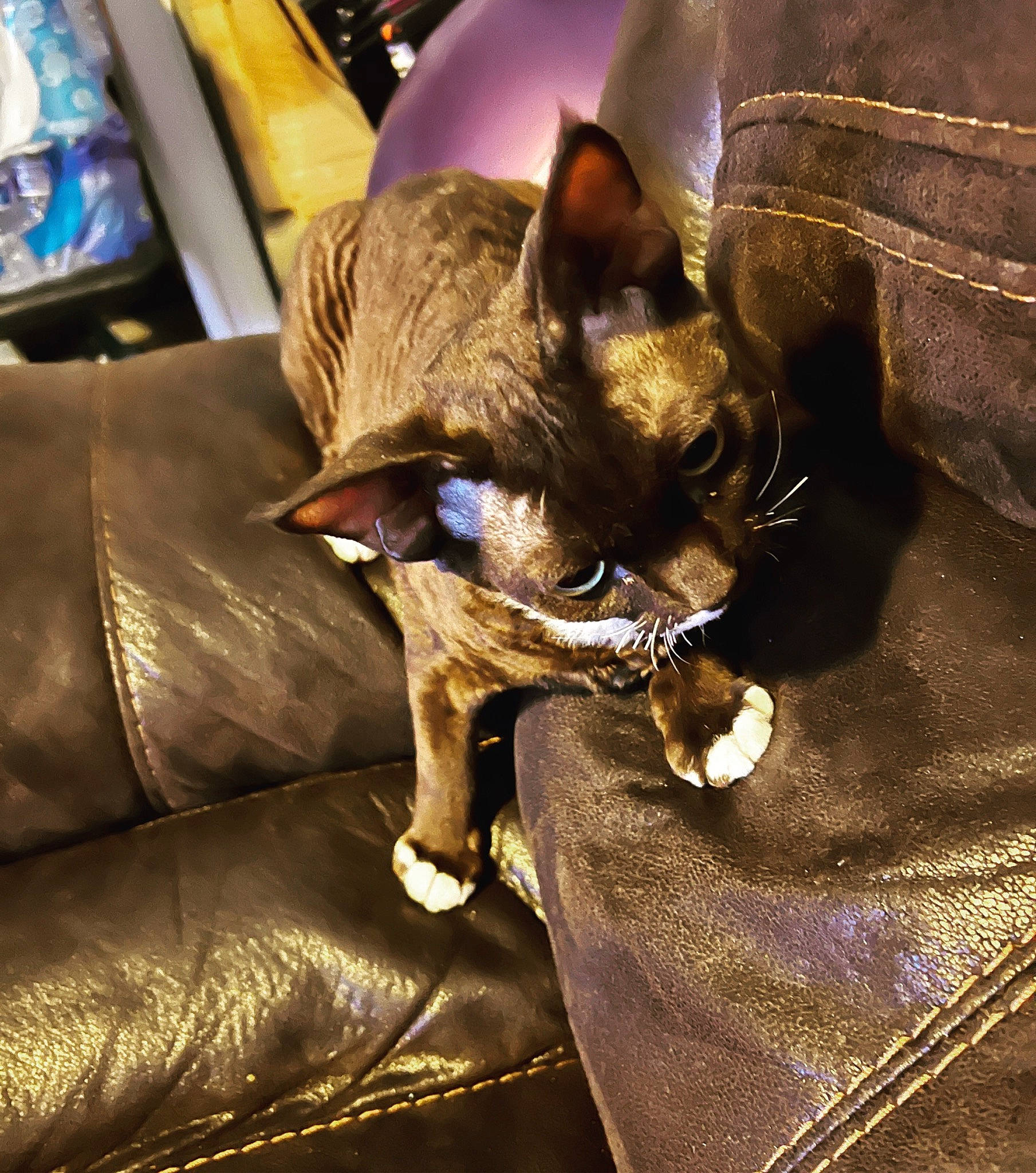 Dunkin London Wiggles The Third joined the competition — help win amazing prizes! brown, canidae, carnivore, cat, comfort, companion_dog, dog_breed, fashion_accessory, fawn, felidae, fur, metal, picture_frame, siamese, small_to_medium_sized_cats, snout, sporting_group, television, textile, whiskers