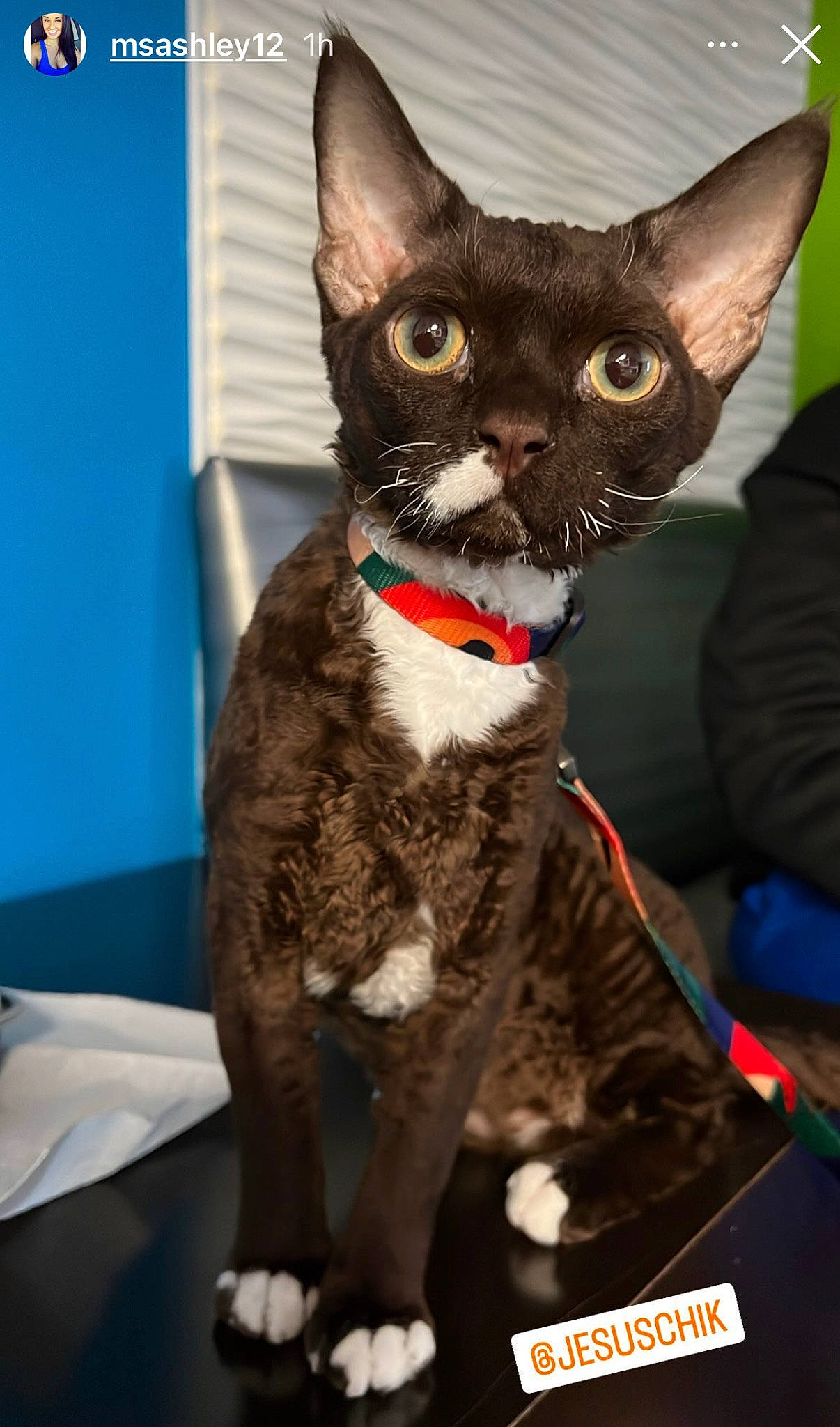 Dunkin London Wiggles The Third is registered to the contest to win money with this photo: black_cat, blue, canidae, carnivore, cat, collar, devon_rex, domestic_short_haired_cat, fawn, felidae, fictional_character, fur, rex_cat, small_to_medium_sized_cats, snout, tail, terrestrial_animal, whiskers, working_animal