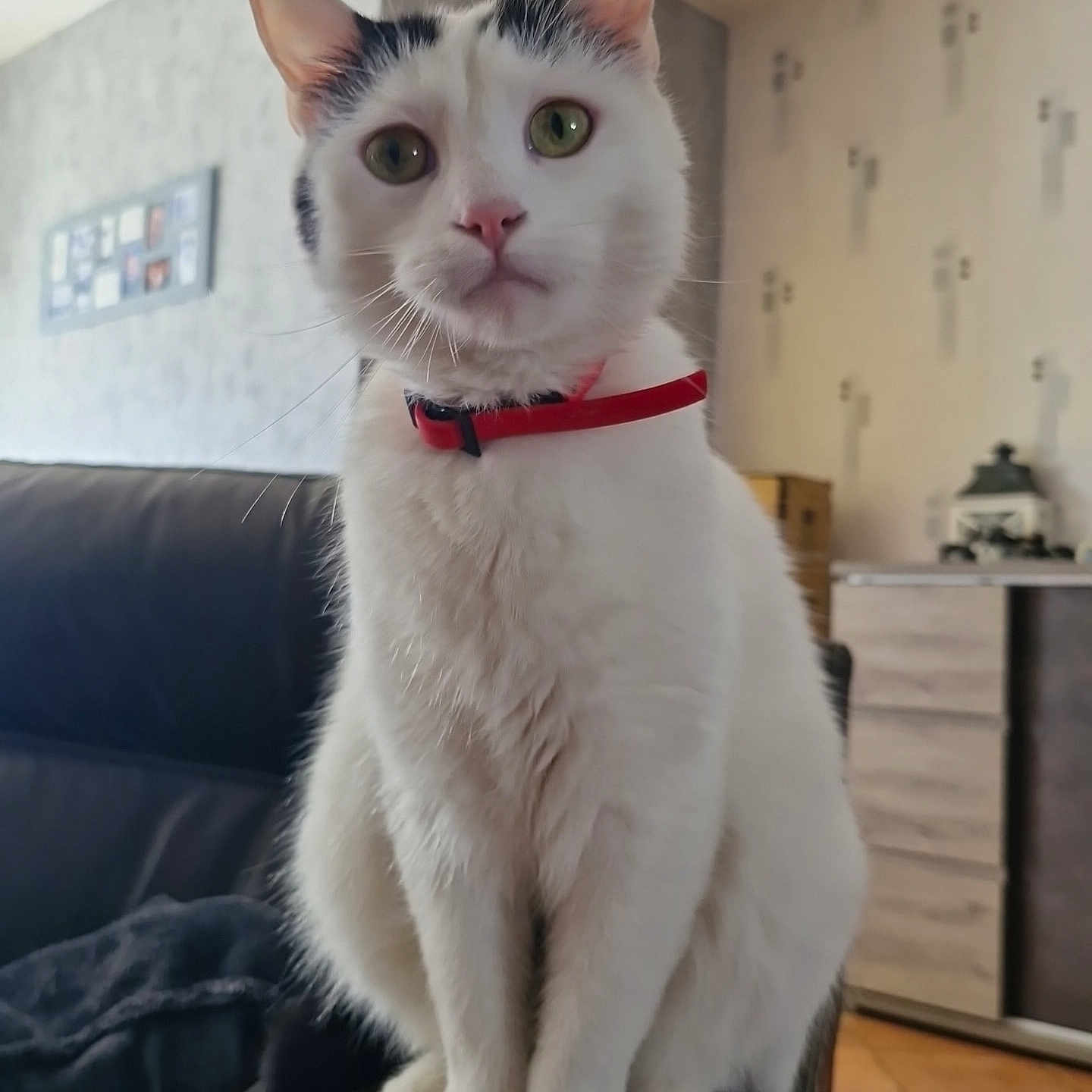 Simba a rejoint le concours — aidez-le/la à gagner de superbes lots ! accessories, angora, animal, architecture, building, cat, chair, couch, formalwear, furniture, homedecor, indoors, interiordesign, kitten, livingroom, manx, pet, room, strap, tie