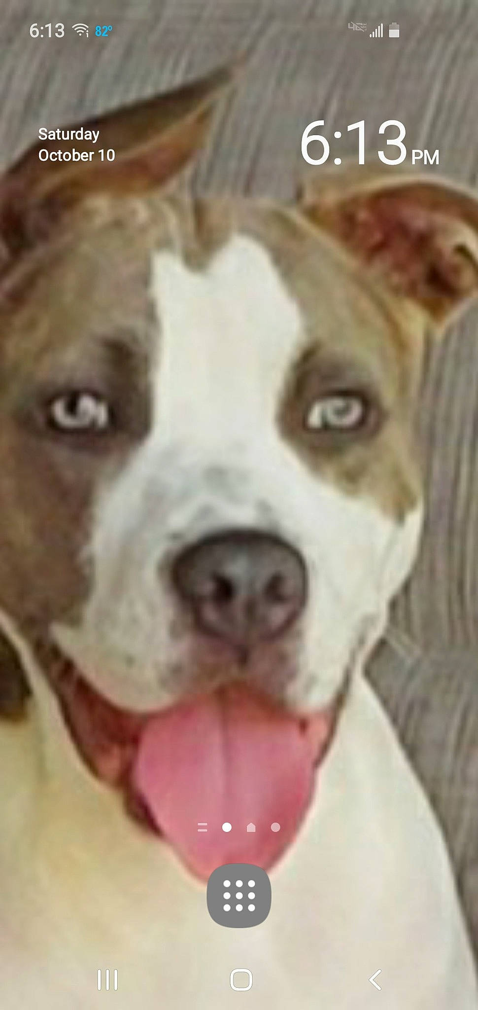 Chloe is registered to the contest to win money with this photo: american_bulldog, american_pit_bull_terrier, american_staffordshire_terrier, bulldog, bully_kutta, canidae, carnivore, dog, dog_breed, ear, fawn, mammal, non_sporting_group, nose, photo_caption, pit_bull, rare_breed_dog, snout, staffordshire_bull_terrier