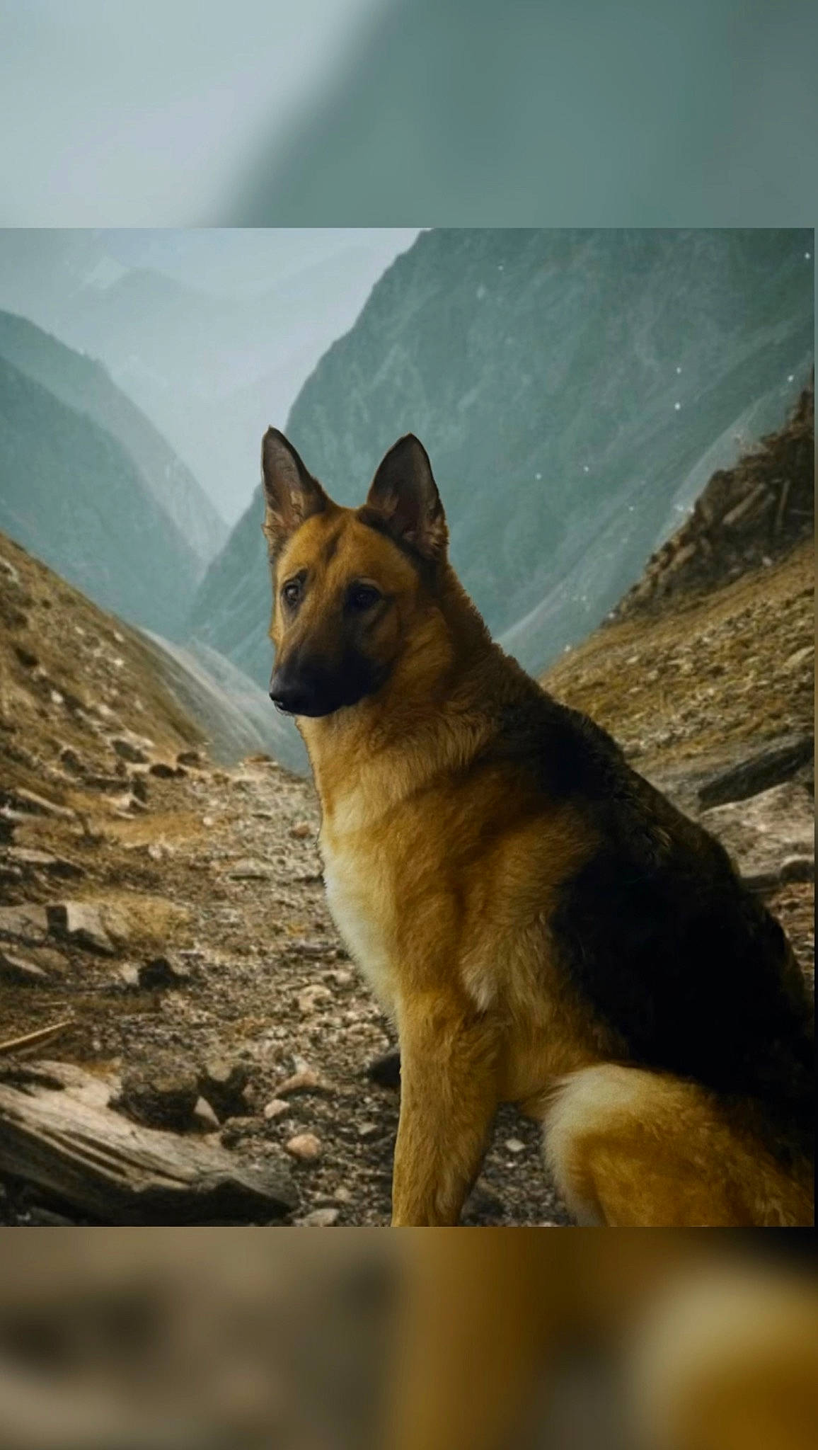 Remi is registered to the contest to win money with this photo: ancient_dog_breeds, canidae, canis, carnivore, dog, dog_breed, fawn, german_shepherd_dog, herding_dog, landscape, mountain, rock, sky, snout, tail, terrestrial_animal, whiskers, wildlife, wood, working_dog