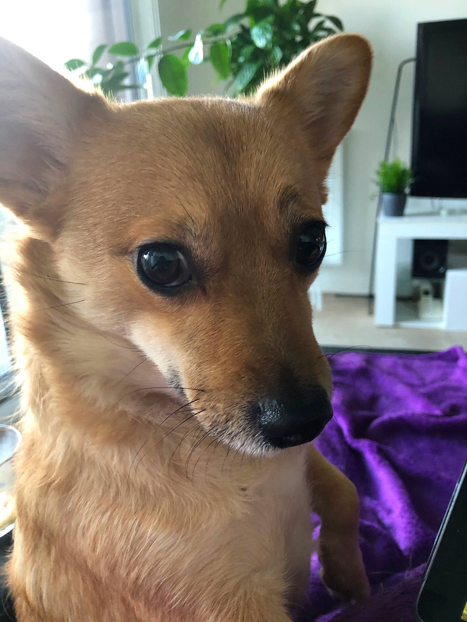 Mulan a rejoint le concours — aidez-le/la à gagner de superbes lots ! canidae, cardigan_welsh_corgi, carnivore, carolina_dog, chihuahua, companion_dog, corgi_chihuahua, dog, dog_breed, fawn, feist, mammal, non_sporting_group, nose, pembroke_welsh_corgi, snout, vertebrate, welsh_corgi, whiskers