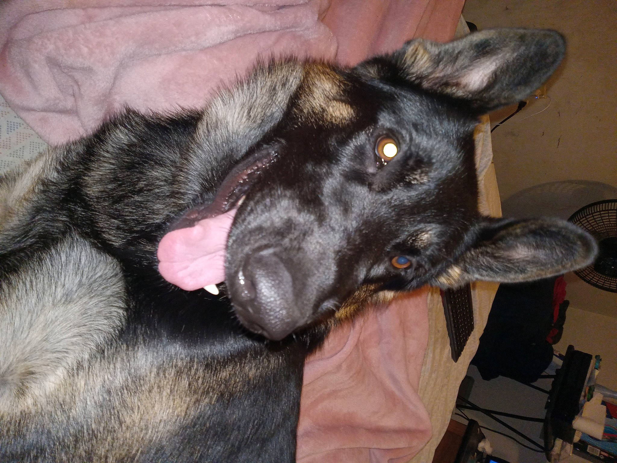 Kane joined the competition — help win amazing prizes! borador, canidae, carnivore, comfort, companion_dog, dog, dog_breed, ear, fur, gesture, guard_dog, mammal, non_sporting_group, snout, sporting_group, whiskers, working_animal