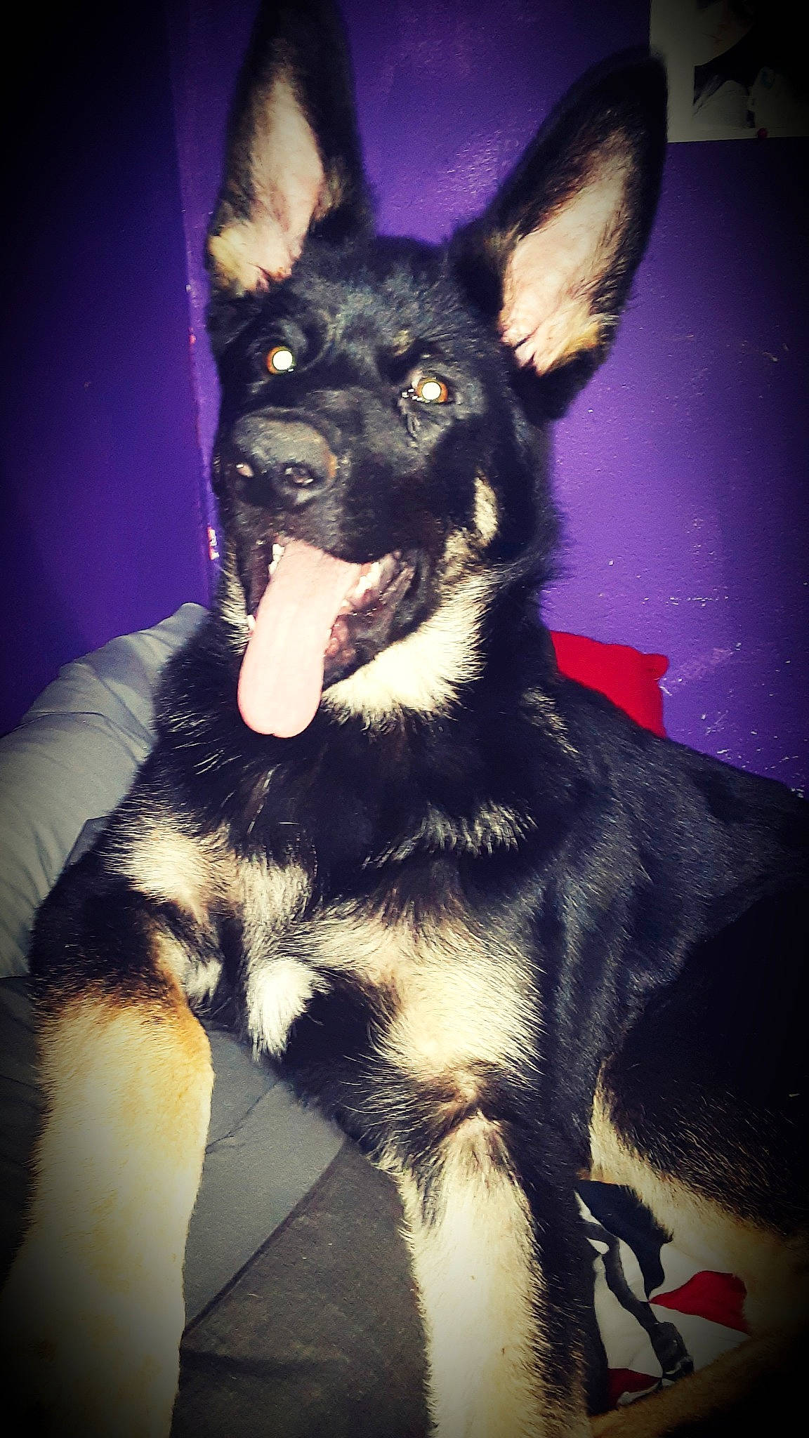 Rufus joined the competition — help win amazing prizes! canidae, carnivore, companion_dog, dog, dog_breed, dog_supply, ear, electric_blue, fur, head, jaw, non_sporting_group, paw, snout, sporting_group, whiskers, working_animal, working_dog