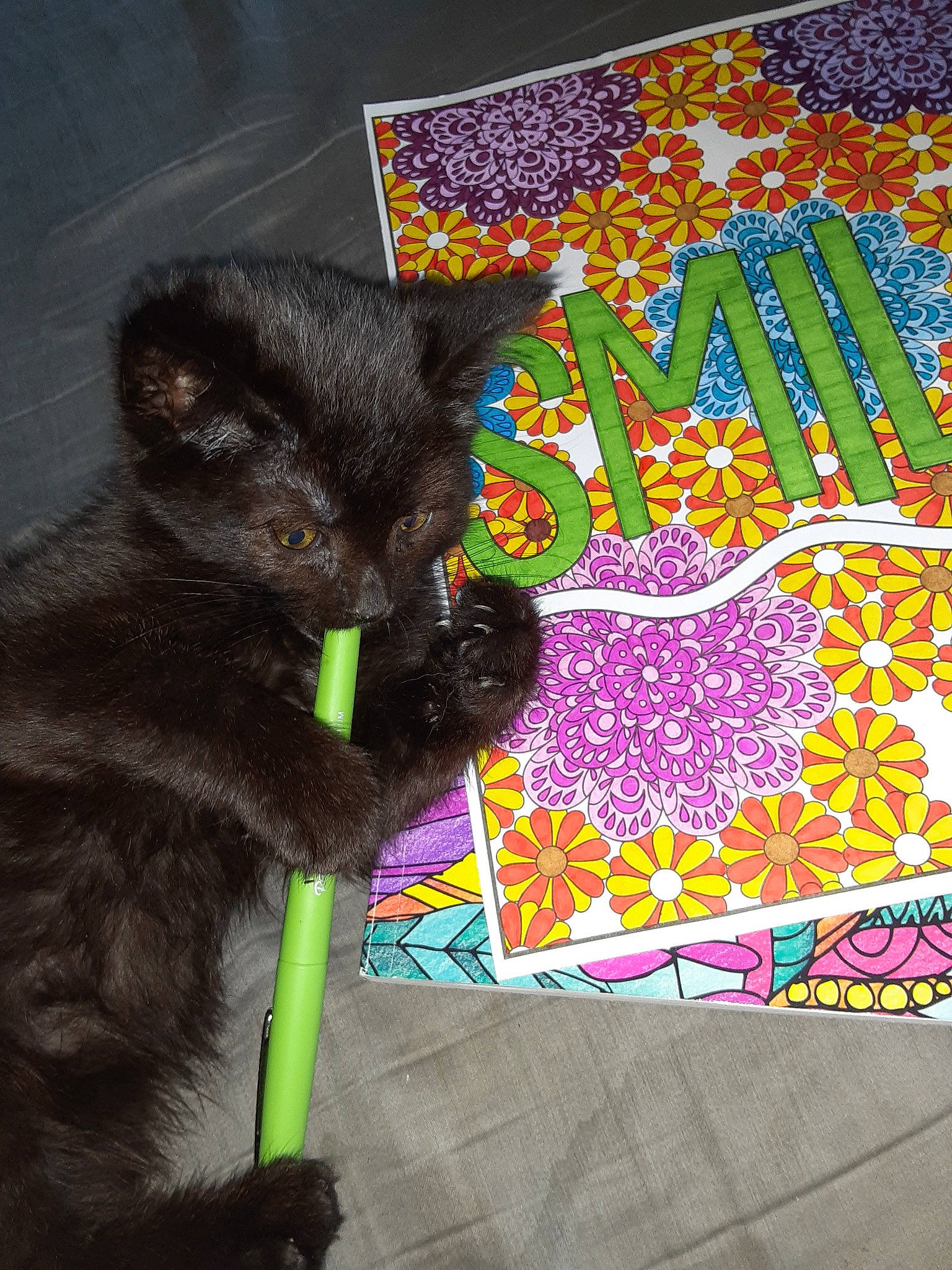 Shadow is registered to the contest to win money with this photo: asian, black_cat, bombay, british_shorthair, carnivore, cat, chartreux, domestic_short_haired_cat, felidae, kitten, korat, nebelung, quilt, russian_blue, small_to_medium_sized_cats, textile, whiskers