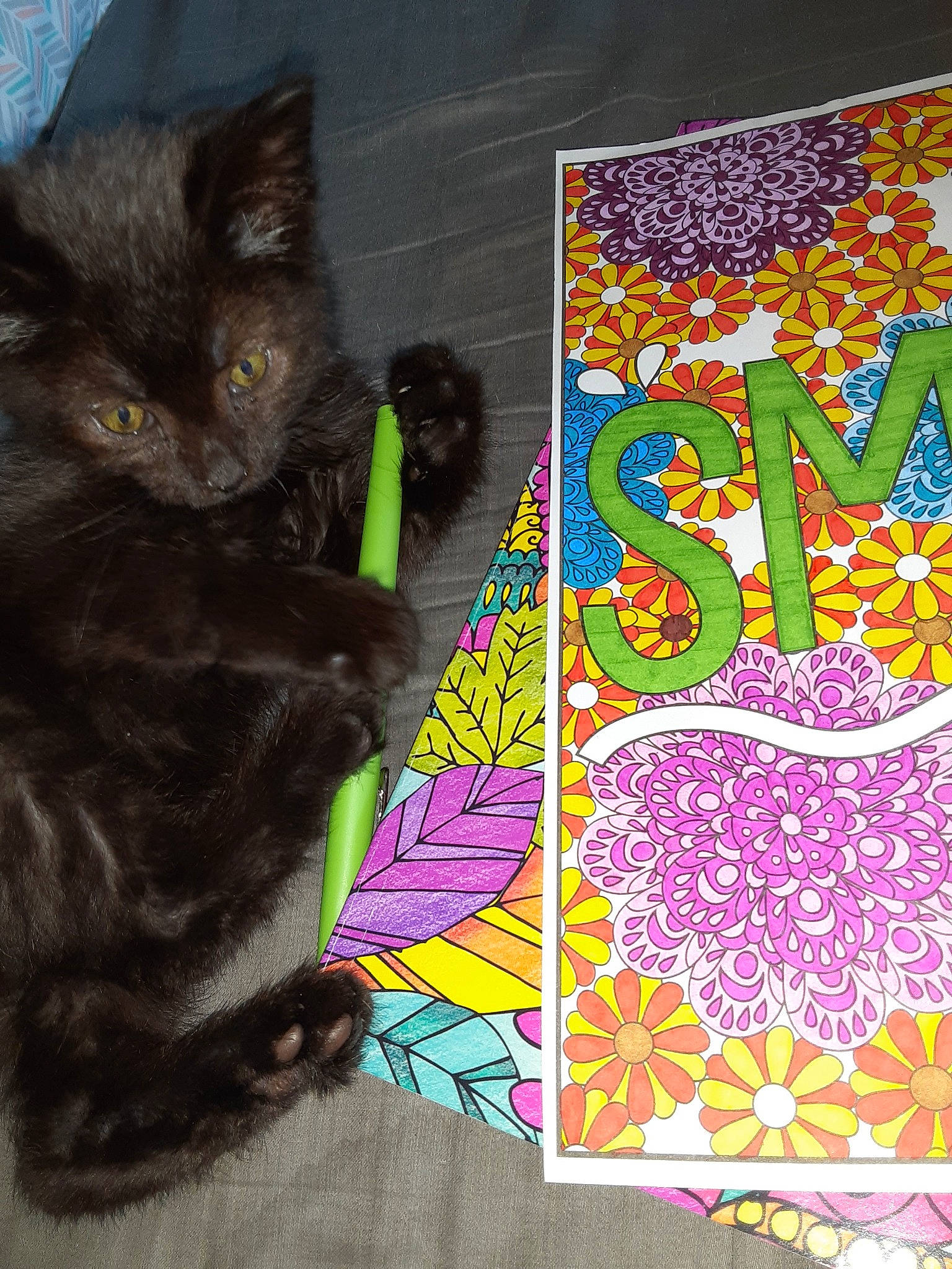 Shadow is registered to the contest to win money with this photo: art, carnivore, cat, domestic_short_haired_cat, felidae, kitten, linens, pattern, quilt, small_to_medium_sized_cats, textile, visual_arts, whiskers