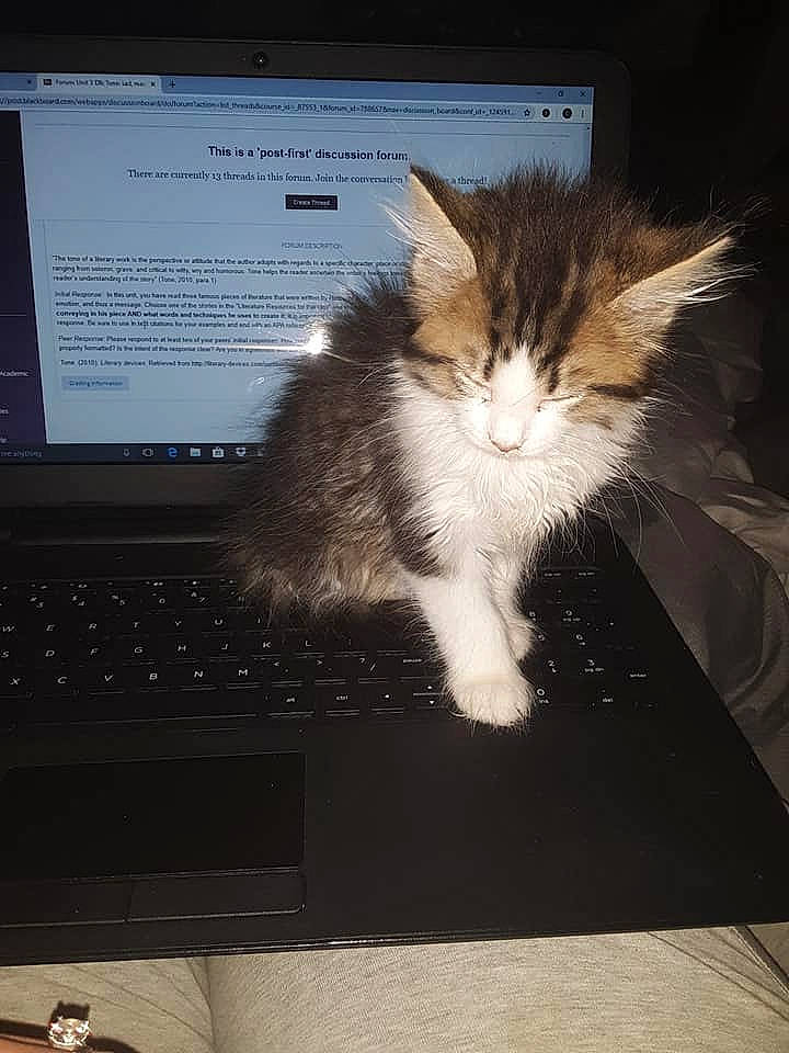 Mr. Fluffy is registered to the contest to win money with this photo: carnivore, cat, computer_keyboard, computer_monitor, electronic_device, felidae, fur, kitten, maine_coon, norwegian_forest_cat, personal_computer, small_to_medium_sized_cats, whiskers