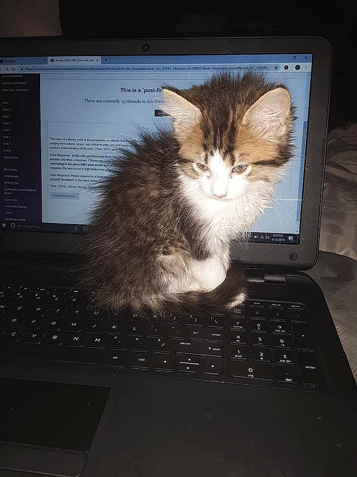 Mr. Fluffy is registered to the contest to win money with this photo: carnivore, cat, computer, computer_keyboard, domestic_short_haired_cat, electronic_device, european_shorthair, felidae, kitten, laptop, personal_computer, small_to_medium_sized_cats, tabby_cat, technology, whiskers