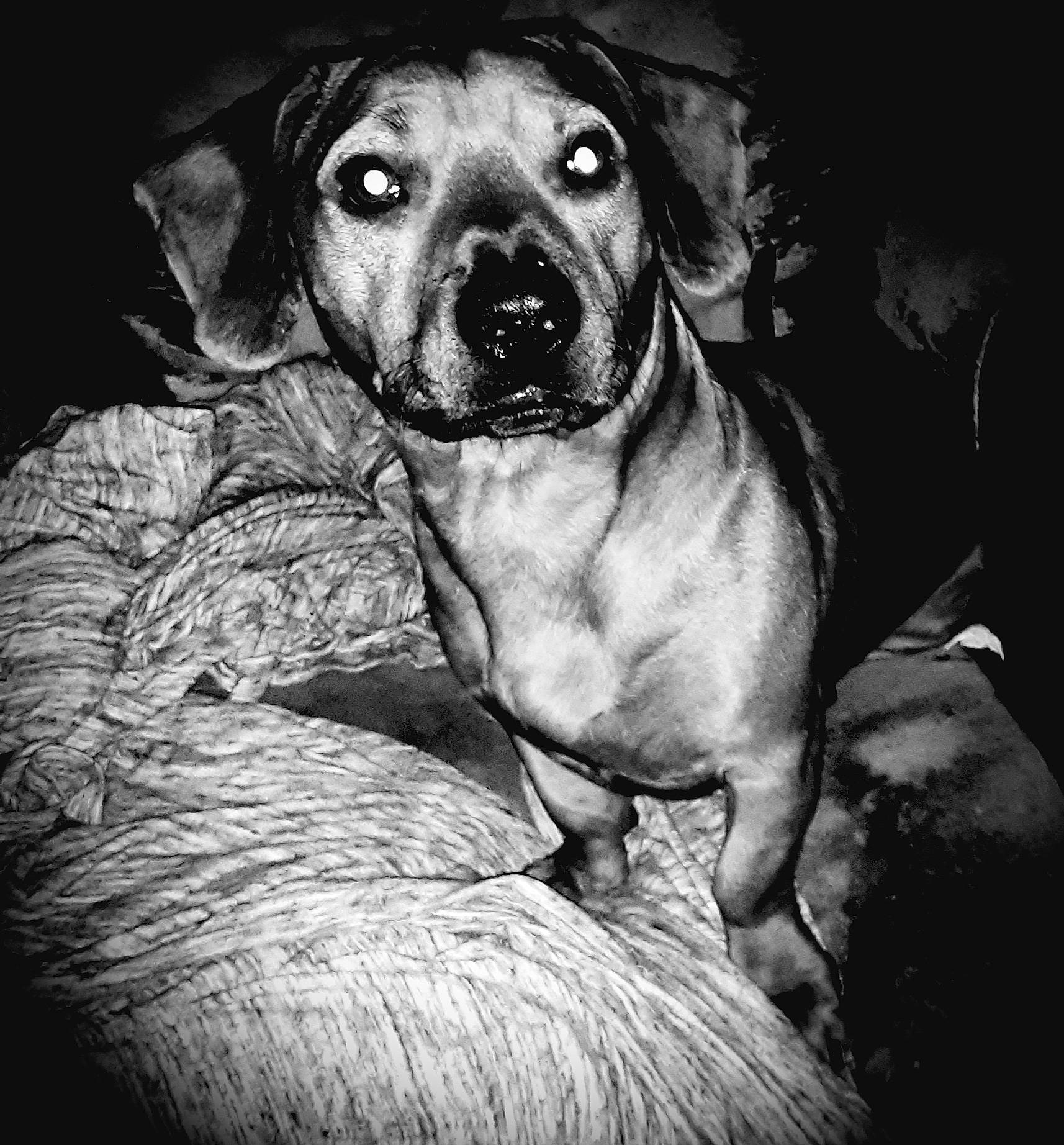 Lil Dab joined the competition — help win amazing prizes! ancient_dog_breeds, black_and_white, black_mouth_cur, broholmer, canidae, carnivore, dog, dog_breed, drawing, hound, mammal, mountain_cur, nose, rhodesian_ridgeback, snout, sporting_group, tosa, whiskers