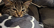 Lilah And Jasmine is registered to the contest to win money with this photo: kitten, cat, tabby, blanket, couch, pillow, cozy, indoor, pet, fur, sleepy, resting, comfort, animal, cute, domestic, soft, closeup, warm, relaxed