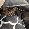 kitten, cat, tabby, blanket, couch, pillow, cozy, indoor, pet, fur, sleepy, resting, comfort, animal, cute, domestic, soft, closeup, warm, relaxed
