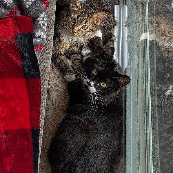 Lilah And Jasmine joined the competition — help win amazing prizes! cat, tabby_cat, tuxedo_cat, window, reflection, blanket, plaid, sunlight, cozy, feline, pets, indoor, resting, snuggling, fur, animal, cute, companion, relaxing, warm