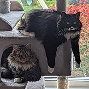 Lilah And Jasmine joined the competition — help win amazing prizes! cat, cats, cat_tree, window, indoor, furniture, pet, fluffy, black_and_white_cat, tabby_cat, relaxed, animal, houseplant, natural_light, cubby_hole, scratching_post, domestic, fur, whiskers, paws
