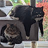cat, cats, cat_tree, window, indoor, furniture, pet, fluffy, black_and_white_cat, tabby_cat, relaxed, animal, houseplant, natural_light, cubby_hole, scratching_post, domestic, fur, whiskers, paws
