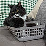 Lilah And Jasmine is registered to the contest to win money with this photo: cat, black_and_white, basket, couch, pillow, indoor, pet, feline, relaxed, domestic, yellow_eyes, fur, whiskers, plastic, checkered, home, cozy, sitting, curious, animal