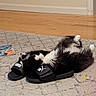 Lilah And Jasmine is registered to the contest to win money with this photo: cat, slippers, puma, black_and_white, fluffy, carpet, indoor, floor, toy, string, book, relaxed, lying_down, pet, animal, cozy, home, paws, furniture, resting