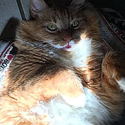 Zane is registered to the contest to win money with this photo: cat, feline, ginger_cat, orange_fur, fluffy, fur, whiskers, green_eyes, paws, belly, indoor, tile_floor, shoe, sneaker, sunlight, shadow, closeup, portrait, relaxed, lying_down