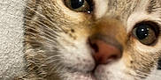 Stitch participe au concours pour gagner de l'argent avec cette photo : animal, cat, close_up, closeup, curious, cute, eyes, feline, friendly, fur, indoor, kitten, mammal, nose, pet, portrait, soft, tabby, whiskers, young