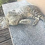 Stitch a rejoint le concours — aidez-le/la à gagner de superbes lots ! animal, cat, daylight, ear, feline, fur, nature, outdoor, paw, peaceful, pet, relaxed, resting, sleeping, stone_surface, striped, tabby, tail, whiskers, wooden_deck