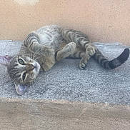 Stitch participe au concours pour gagner de l'argent avec cette photo : animal, brown, cat, closeup, concrete, curious, cute, ears, feline, gray, lying_down, outdoor, pet, relaxed, resting, striped, tabby, tail, wall, whiskers