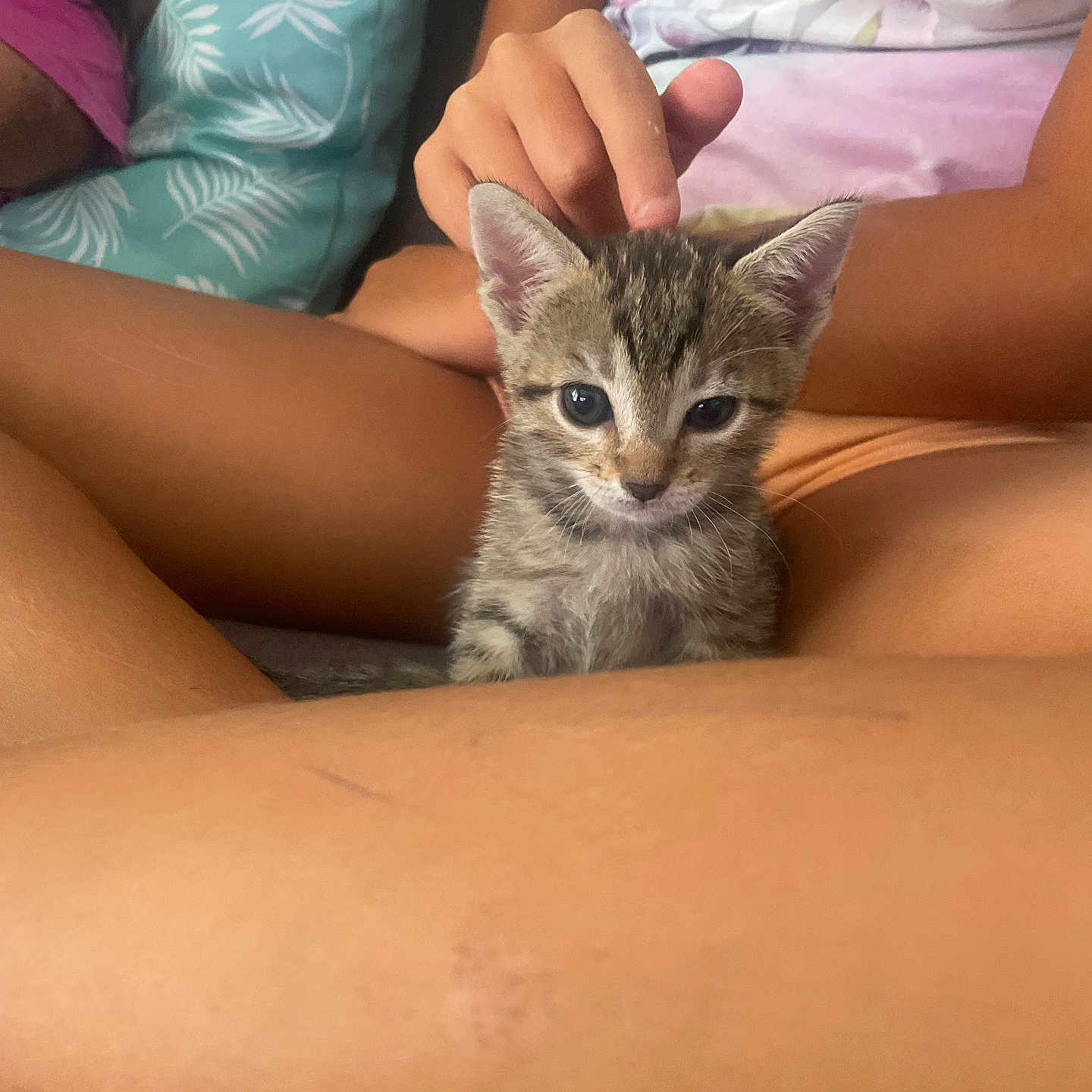 Stitch a rejoint le concours — aidez-le/la à gagner de superbes lots ! animal, casual, cat, closeup, comfort, couch, cute, feline, hand, indoor, kitten, legs, person, pet, petting, resting, skin, small, tabby, young