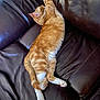 Bam Bam joined the competition — help win amazing prizes! cat, orange_tabby, pet, feline, relaxing, stretching, couch, leather, indoor, animal, sleeping, paw, whiskers, fur, domestic_animal, cozy, resting, home, comfortable, cute