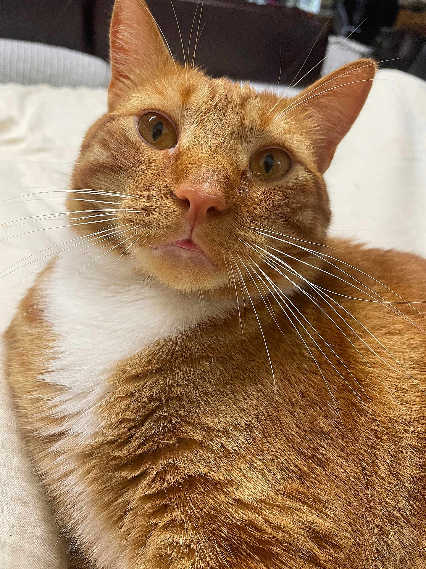 Bam Bam is registered to the contest to win money with this photo: cat, ginger_cat, close_up, whiskers, fur, pet, indoor, animal, cute, relaxed, mammal, orange, white_fur, portrait, face, eyes, nose, domestic_cat, resting