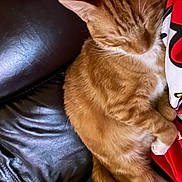 Bam Bam joined the competition — help win amazing prizes! cat, orange_tabby, sleeping, couch, leather, red_shirt, cartoon_design, fur, whiskers, paw, relaxation, domestic_animal, pet, indoor, cozy, resting, animal, mammal, close_up, comfort