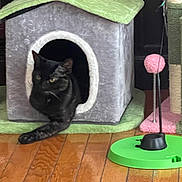 Niki is registered to the contest to win money with this photo: cat, black_cat, cat_house, cat_toy, toy_ball, wood_floor, stretching, pet, indoor, feline, playful, cozy, relaxed, animal, home_interior, furniture, pet_accessory, flooring, domestic_animal, resting