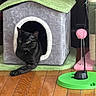 cat, black_cat, cat_house, cat_toy, toy_ball, wood_floor, stretching, pet, indoor, feline, playful, cozy, relaxed, animal, home_interior, furniture, pet_accessory, flooring, domestic_animal, resting