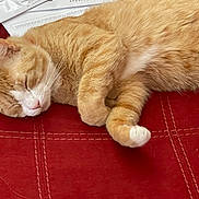 Chuchi is registered to the contest to win money with this photo: cat, orange_cat, sleeping, fur, pet, domestic_animal, red_surface, stitching, paper, envelope, pen, relaxation, whiskers, paw, closeup, resting, indoor, cozy, cute, nap