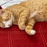 cat, closeup, cozy, cute, domestic_animal, envelope, fur, indoor, nap, orange_cat, paper, paw, pen, pet, red_surface, relaxation, resting, sleeping, stitching, whiskers