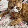 Chuchi joined the competition — help win amazing prizes! cat, orange_cat, white_cat, pet, animal, feline, bed, bedspread, floral_pattern, red_ribbon, resting, indoor, fur, whiskers, paw, cute, domestic_cat, relaxed, laying_down, close_up