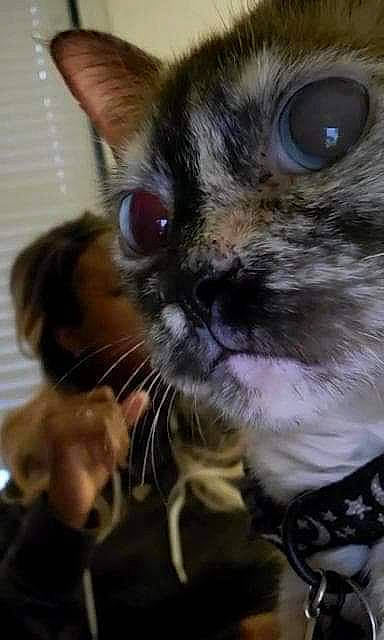 Miyu joined the competition — help win amazing prizes! birman, carnivore, cat, claw, comfort, domestic_short_haired_cat, door, ear, fawn, felidae, fur, glasses, iris, paw, sitting, small_to_medium_sized_cats, snout, thai, tonkinese, whiskers