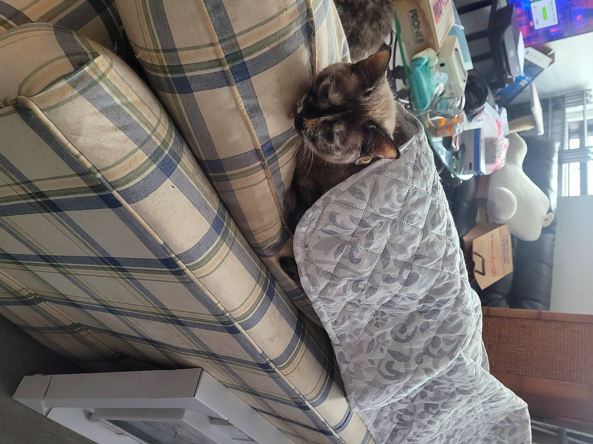 Miyu joined the competition — help win amazing prizes! armrest, auto_part, automotive_design, cat, comfort, companion_dog, couch, felidae, grey, human_leg, interior_design, lighting, linens, living_room, pattern, room, small_to_medium_sized_cats, thigh, whiskers, wood