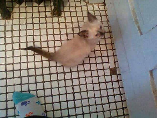 Miyu joined the competition — help win amazing prizes! carnivore, cat, composite_material, event, fawn, felidae, flooring, fur, hardwood, line, mesh, pattern, paw, siamese, small_to_medium_sized_cats, snout, tail, terrestrial_animal, tile, whiskers