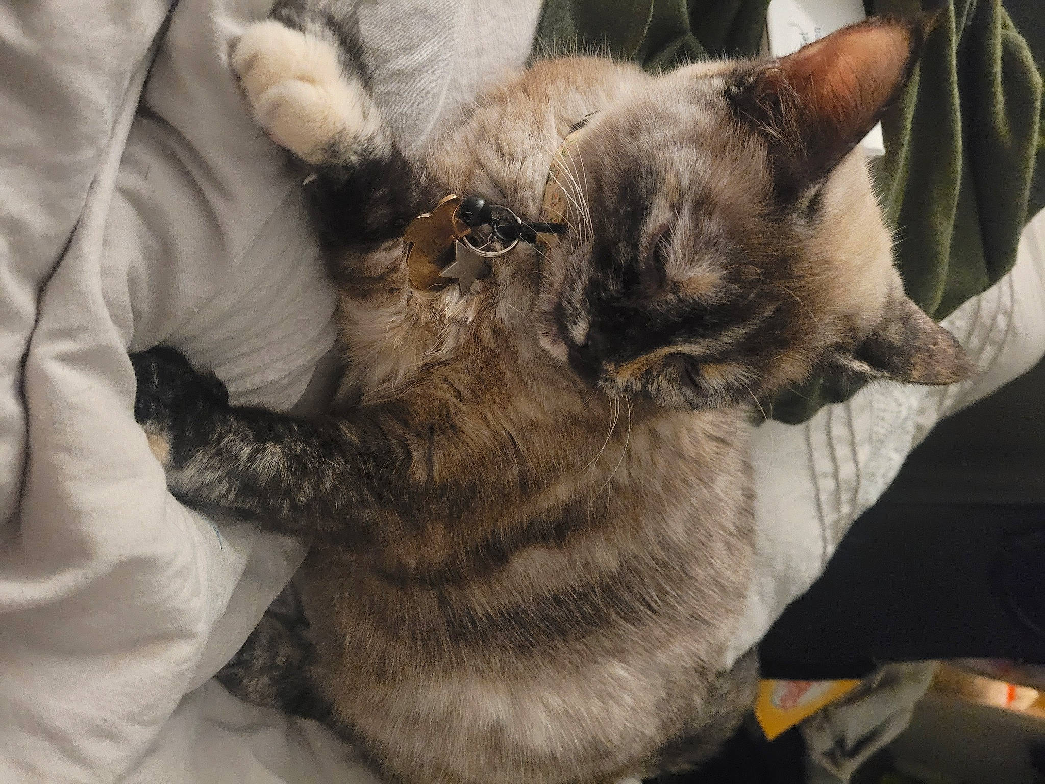 Miyu joined the competition — help win amazing prizes! carnivore, cat, chartreux, claw, comfort, domestic_short_haired_cat, ear, fawn, felidae, fur, gesture, lap, nap, paw, sleep, small_to_medium_sized_cats, snout, tail, thai, whiskers