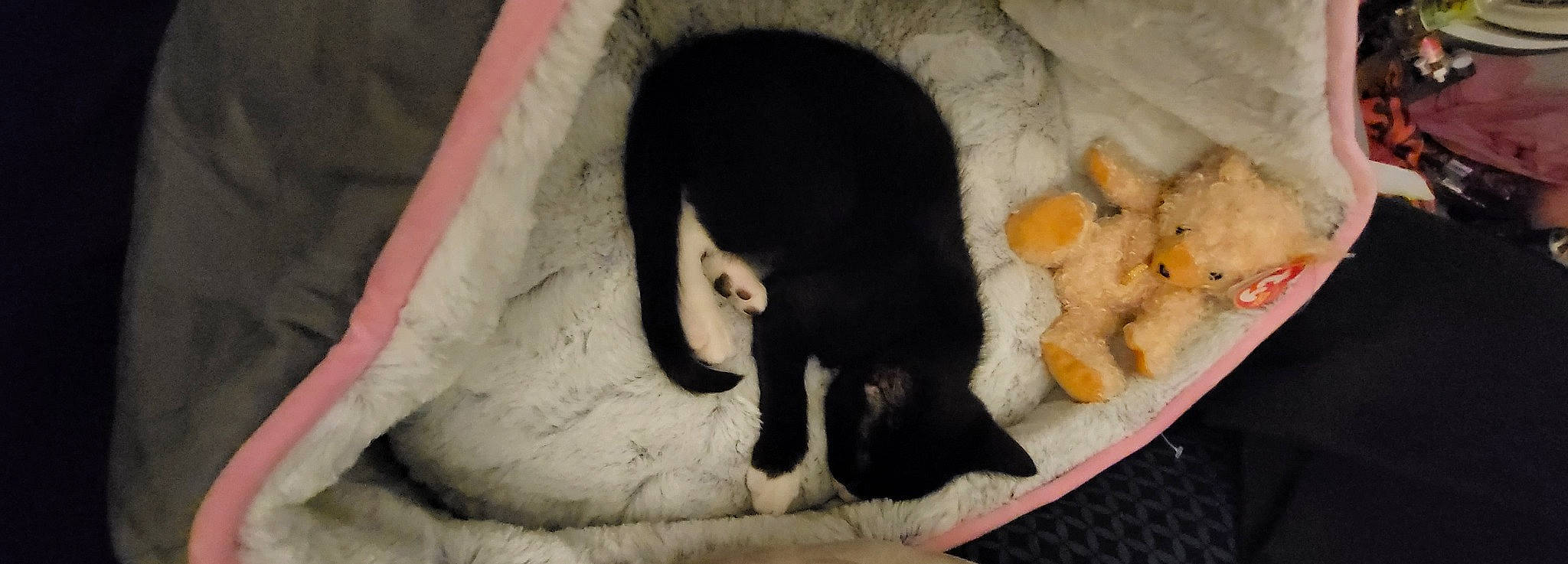 Kara joined the competition — help win amazing prizes! carnivore, cat, claw, comfort, comfort_food, companion_dog, cuisine, dog_breed, domestic_short_haired_cat, felidae, fur, nap, paw, pet_supply, sleep, small_to_medium_sized_cats, snout, tableware, tail, whiskers