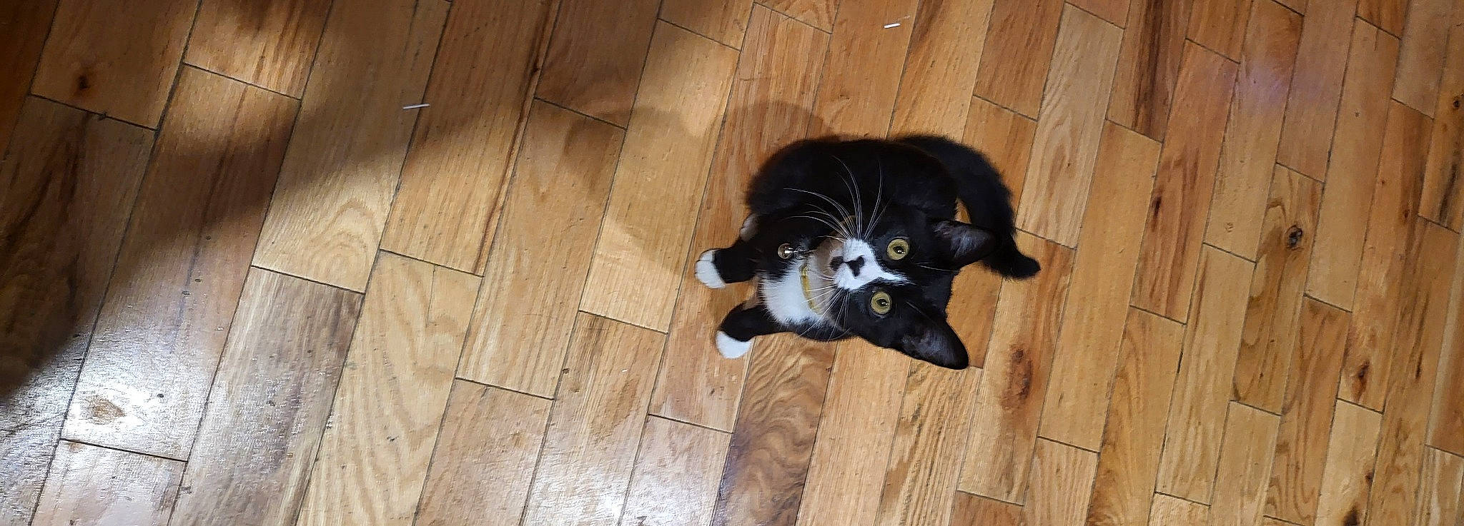 Kara is registered to the contest to win money with this photo: black_cat, carnivore, cat, comfort, dog_breed, fawn, felidae, floor, flooring, hardwood, laminate_flooring, small_to_medium_sized_cats, snout, sporting_group, tail, varnish, whiskers, wood, wood_flooring, wood_stain