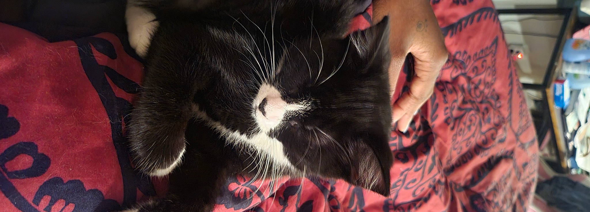 Kara is registered to the contest to win money with this photo: black_cat, black_hair, carnivore, cat, claw, comfort, domestic_short_haired_cat, eye, eyelash, felidae, fur, gesture, hand, happy, love, small_to_medium_sized_cats, snout, tail, whiskers, window