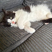 Bear is registered to the contest to win money with this photo: animal, black_and_white, cat, claws, closeup, comfort, couch, cute, domestic, fur, furniture, indoor, kitten, laying, pet, relaxed, resting, soft, whiskers, young