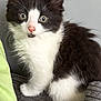 Bear is registered to the contest to win money with this photo: animal, black_and_white, cat, close_up, curious, cute, ears, fabric, feline, fluffy, gray, indoor, kitten, pet, sitting, small, texture, whiskers, wide_eyes, young