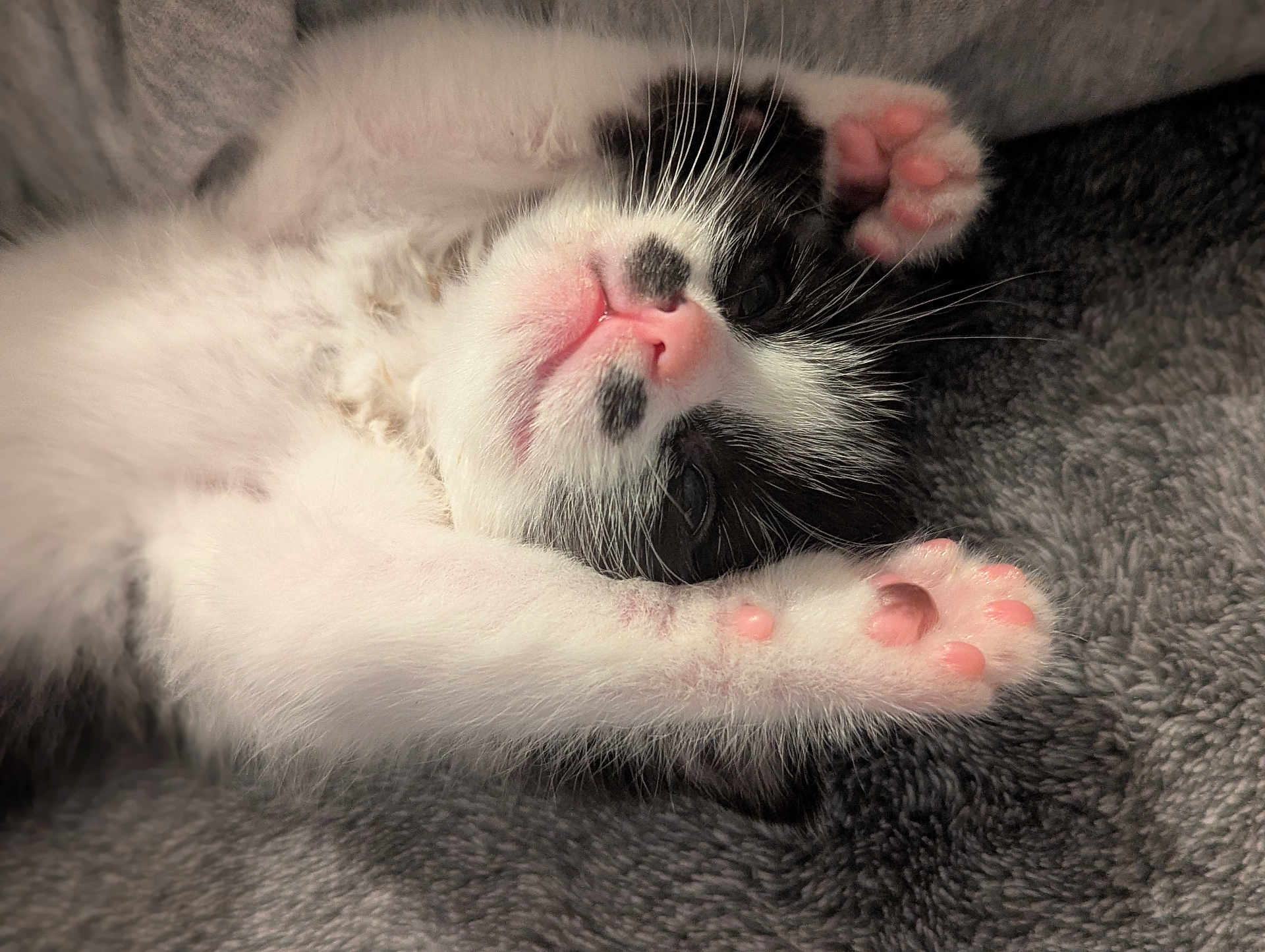 Cheech joined the competition — help win amazing prizes! kitten, cat, black_and_white, paw, pink_paw_pads, fur, sleeping, cozy, blanket, close_up, pet, cute, young, animal, whiskers, relaxed, indoor, soft, feline, resting