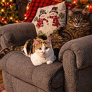 Walter And Hermione joined the competition — help win amazing prizes! armchair, blanket, cat, christmas_lights, cozy, decor, feline, festive, fur, green, holiday, home, indoor, pattern, pets, pillow, plush, red, relaxing, snowman
